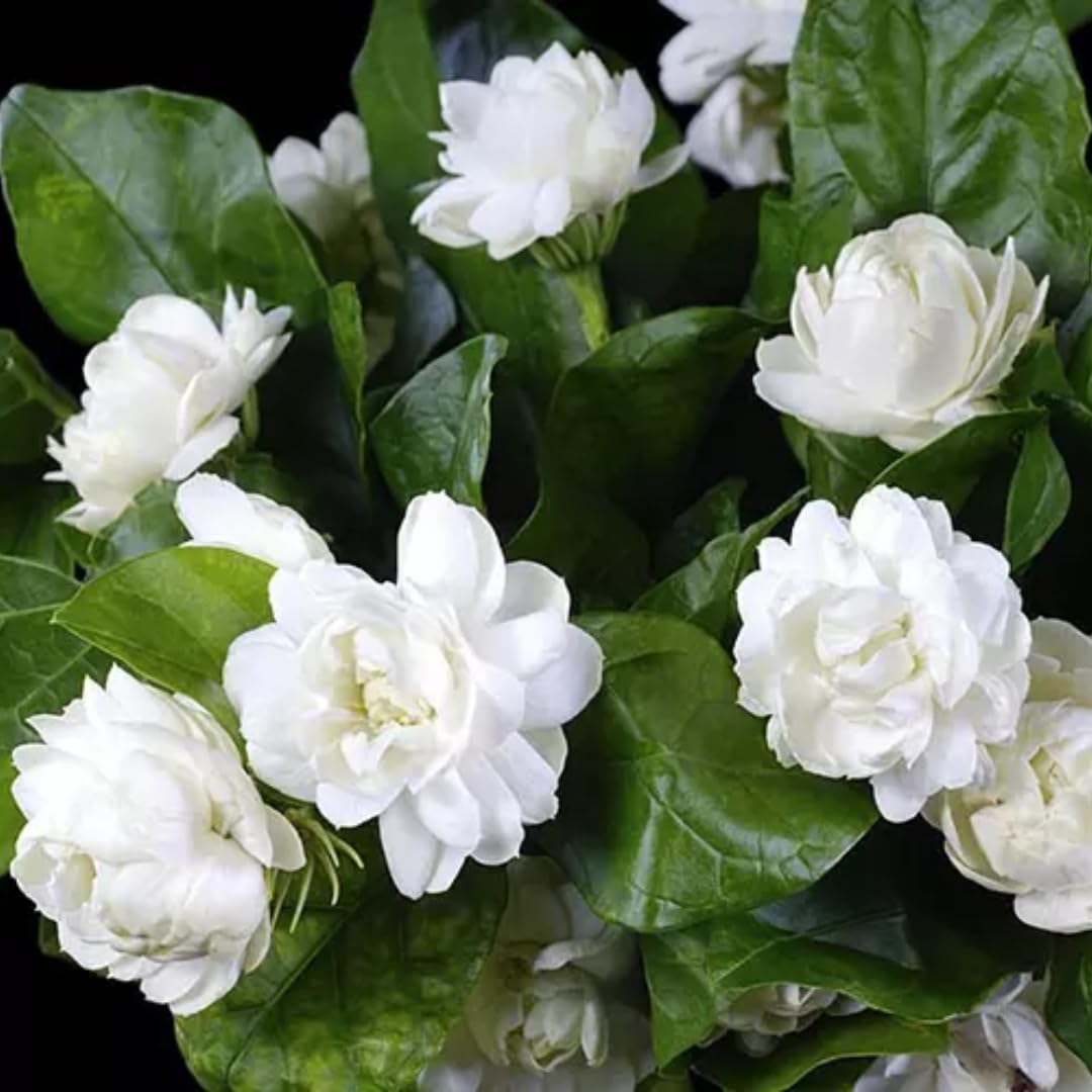 Discover the Power of Grand Duke Jasmine: Nature's Beauty and Connection