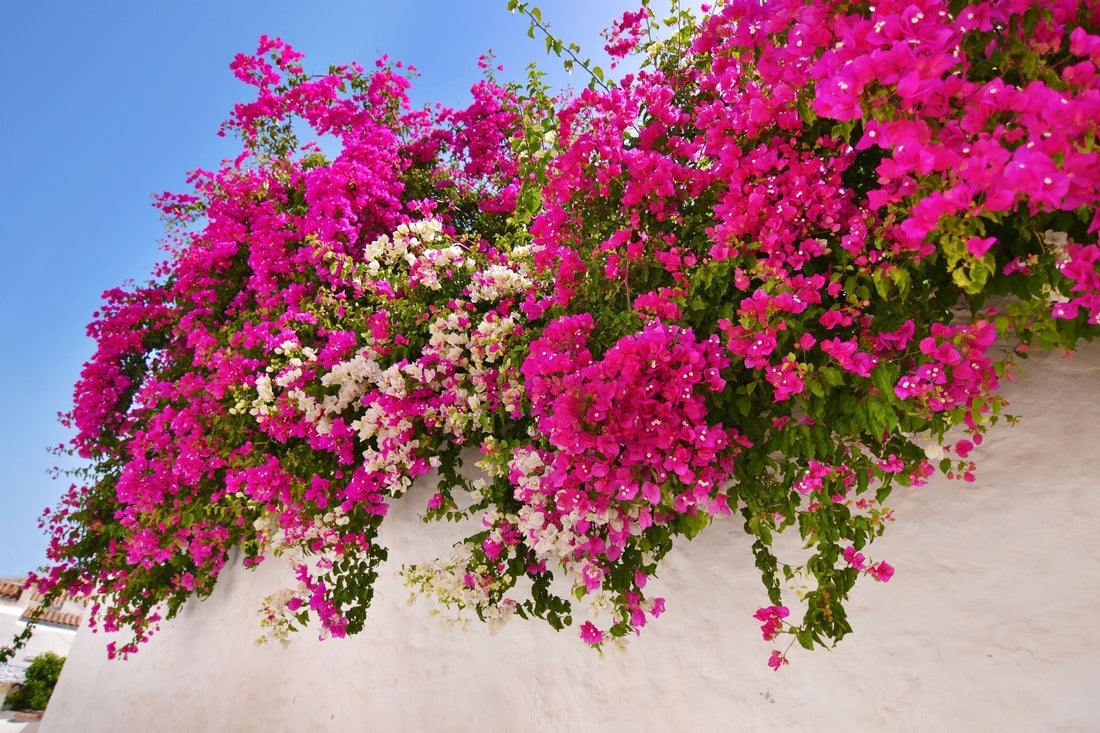 bougainvillea-plant