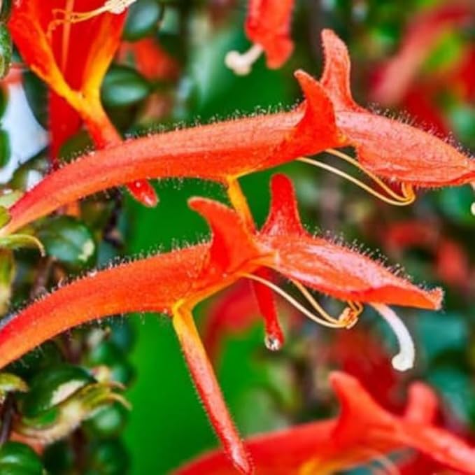 Goldfish Plant Live Houseplant | Trailing Long Leaf Goldfish | 4-6 Inch Indoor Tropical Plant | Easy to Grow & Care