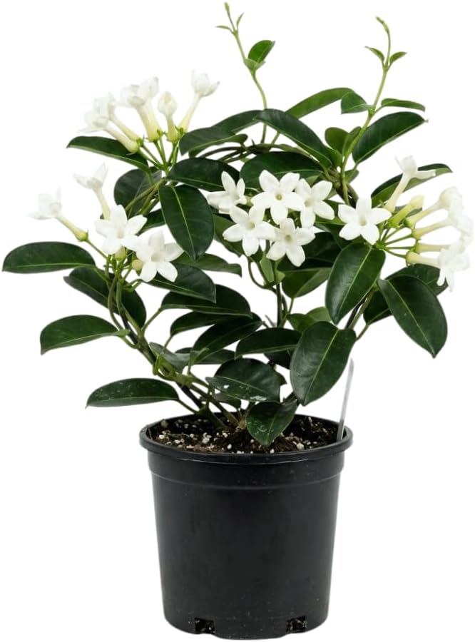 jasmine plant outdoor in pot 1 Bridal Wreath Jasmine Plant Live, 4-5 Inch Tall, Low Maintenance, Ea – Gingerglow