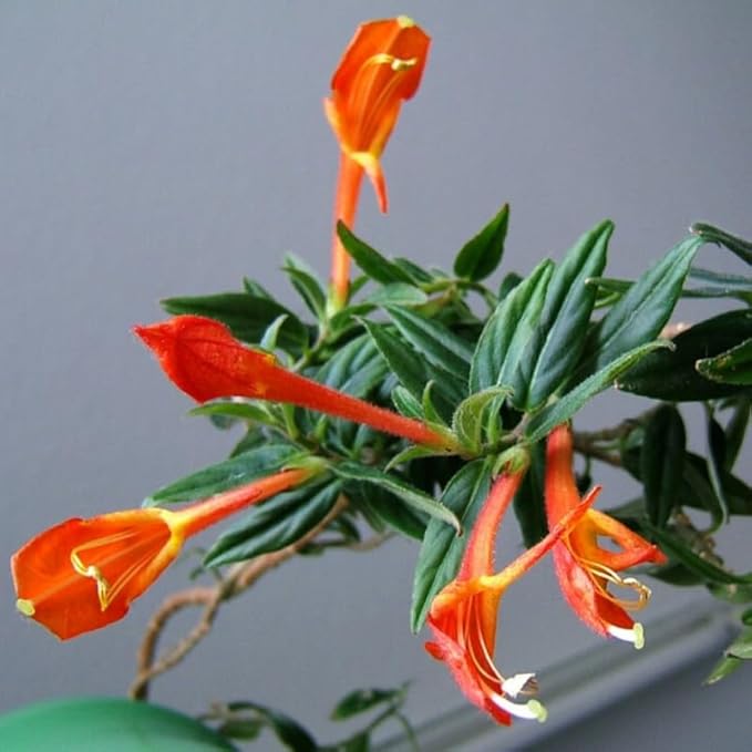 Goldfish Plant Live Houseplant | Trailing Long Leaf Goldfish | 4-6 Inch Indoor Tropical Plant | Easy to Grow & Care