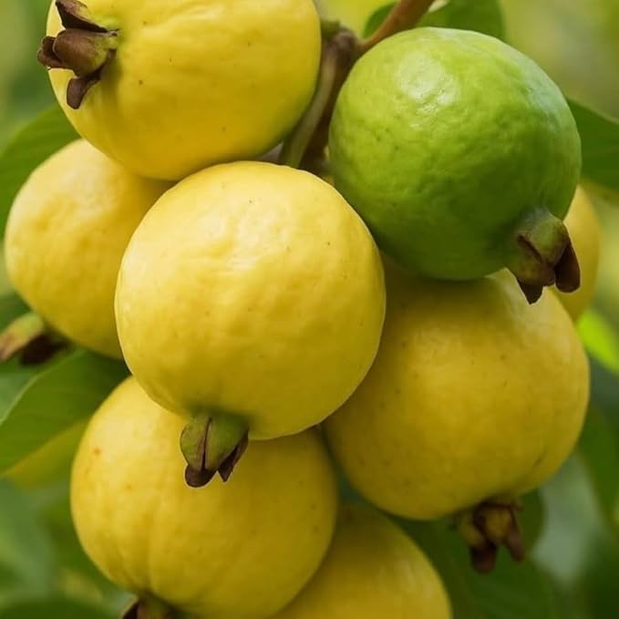 Pink Guava Plant Starter | Tropical Fruit Tree Starter for Home & Garden | 3 to 4 Inc in Height | Sweet Pink Guava Variety