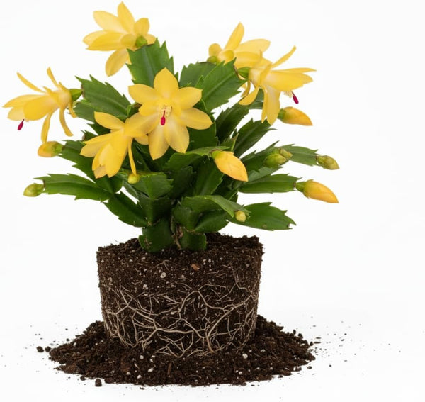 Yellow Christmas Cactus Plant Live | 3 to 4 Inch Tall Indoor Decorative Plant for Home & Office | Christmas Plants Live Houseplants