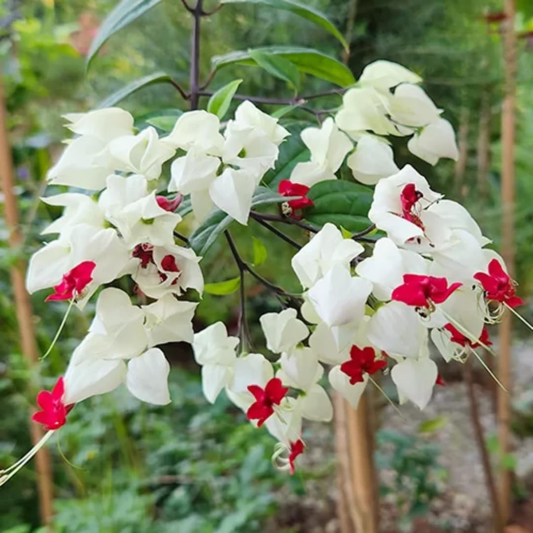 Bleeding Heart Plant Live | 3 to 4 Inch Tall | Clerodendrum Houseplant with White Blossoms, Ready for Plant Outdoor Garden or Patios, Pot Not Included