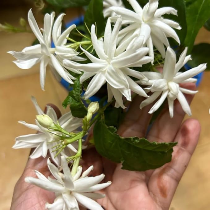 Belle of India Jasmine Plant Live | Size 4 to 5 Inch Tall | Housewarming Friendship Gifts for Women Best Friend Presents for Mom Birthday Gift for New Home