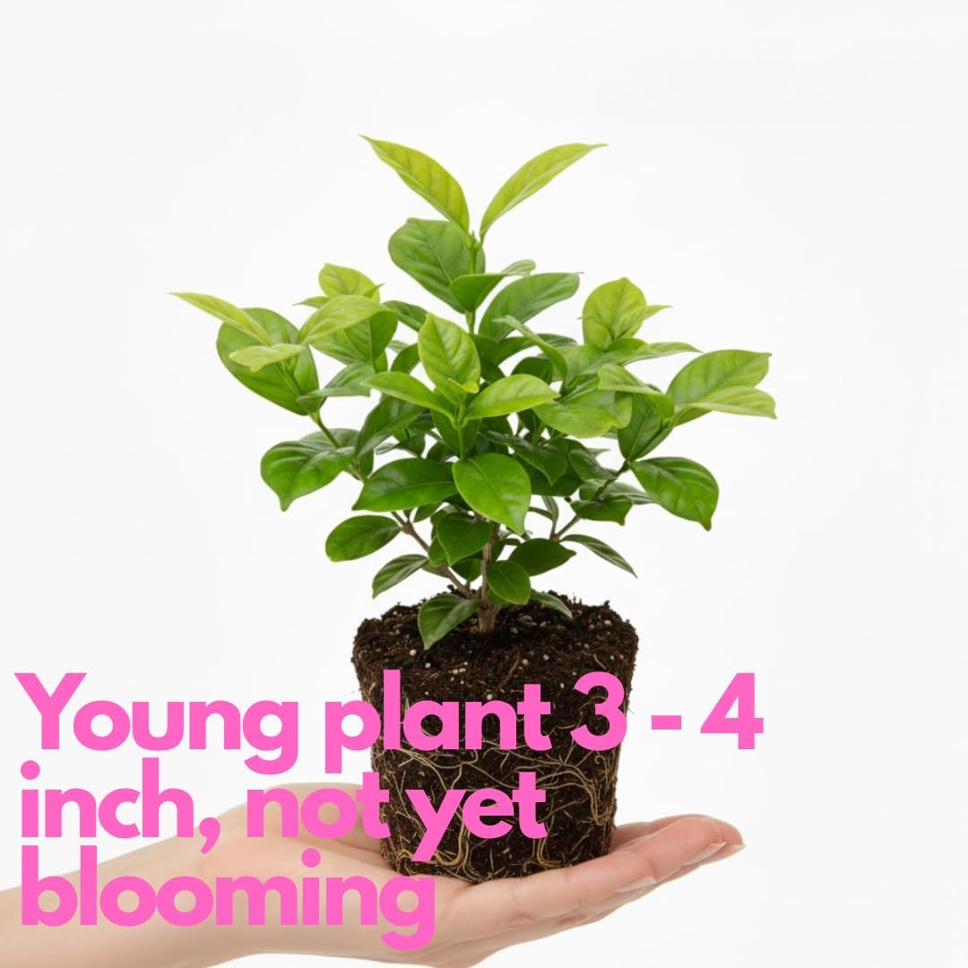 Grand Duke Jasmine Plant | Tuscany Jasmine Plant | Size 4 to 5 Inch Tall | Fragrant Flowering Jasmine | Year Round Blooming | Well Rooted