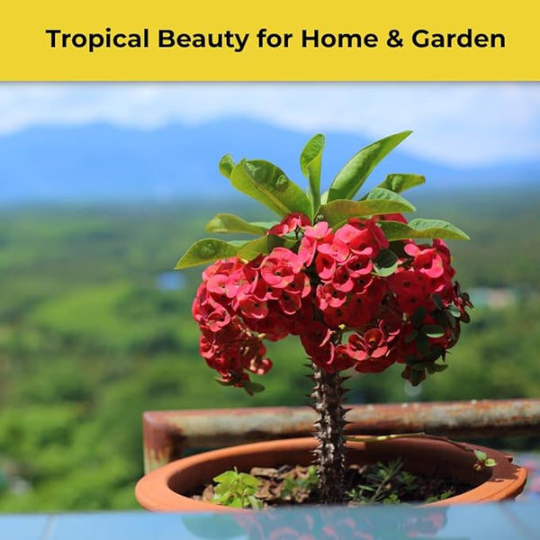 Pink Euphorbia Milii Live Plant | Crown of Thorns Houseplant | 4 to 8 Inch Tall, Easy to Grow Indoor or Outdoor Decorative Plant, Home Office, Patio Garden