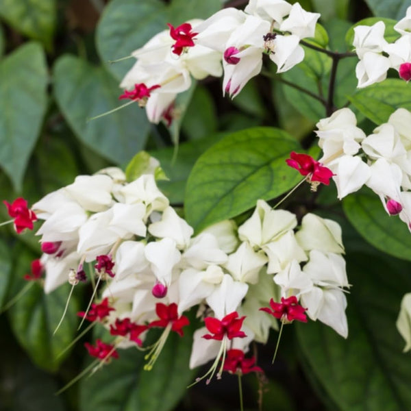 Bleeding Heart Plant Live | 3 to 4 Inch Tall | Clerodendrum Houseplant with White Blossoms, Ready for Plant Outdoor Garden or Patios, Pot Not Included