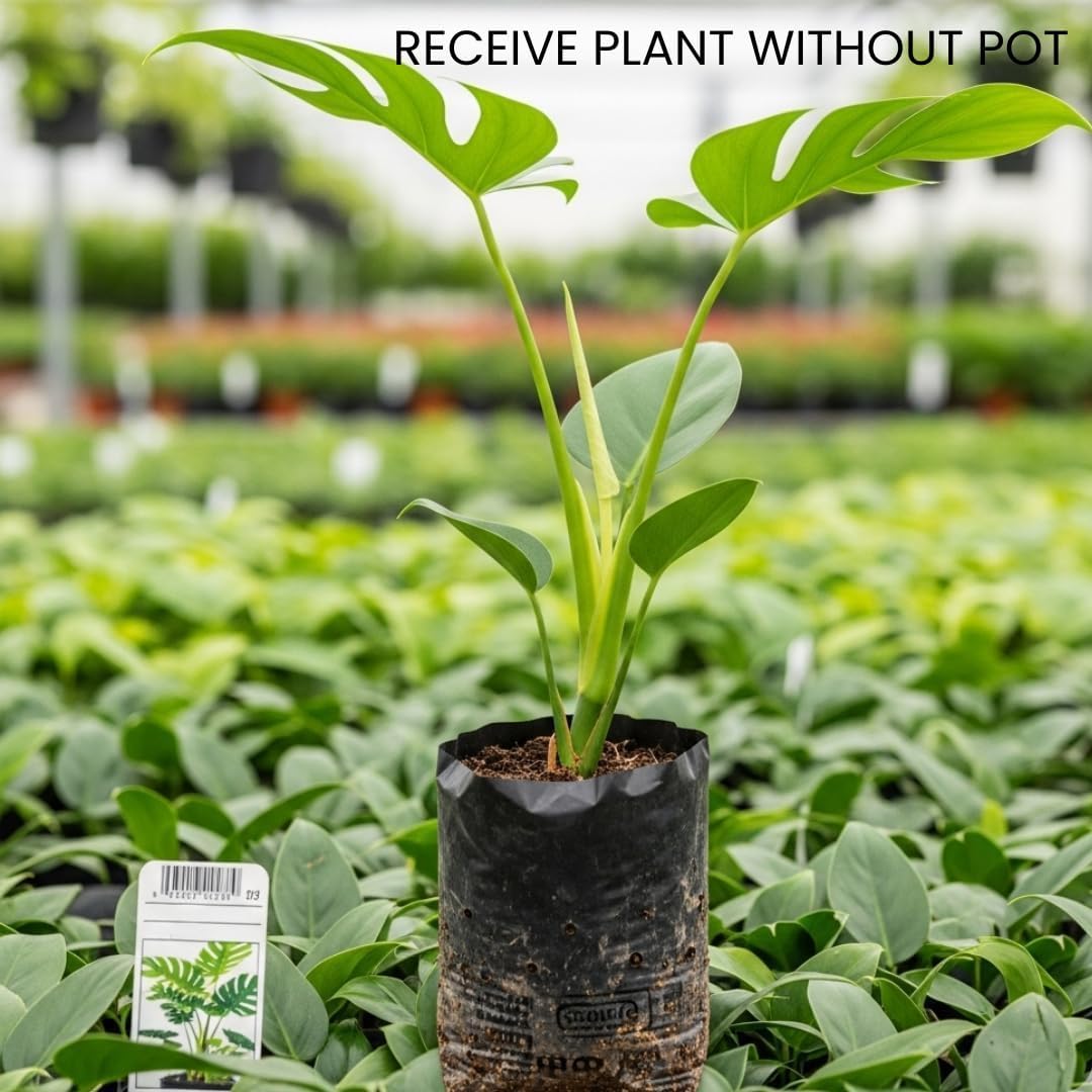 Thai Constellation Monstera Plant Live| 4 to 5 Inch in Height | Philodendron Plant Green and Cream Color | Decorative Variegated Foliage for Home & Garden