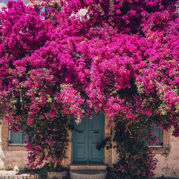 Bougainvillea Plant Live | Perenial Purple Flower Outdoor Plant | 4-5 Inc Tall | Starter Plant | Unique Gift for Mom, Friend, Women, Her, Birthday Gifts