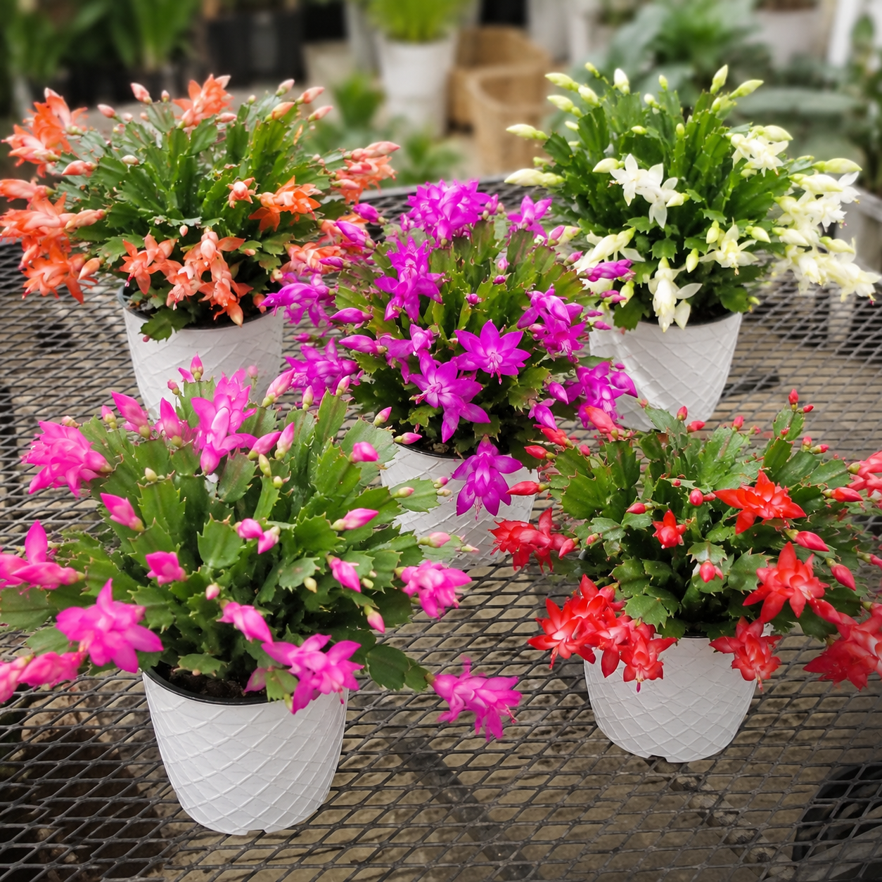 Random Xmas Cactus Live Plants in 4