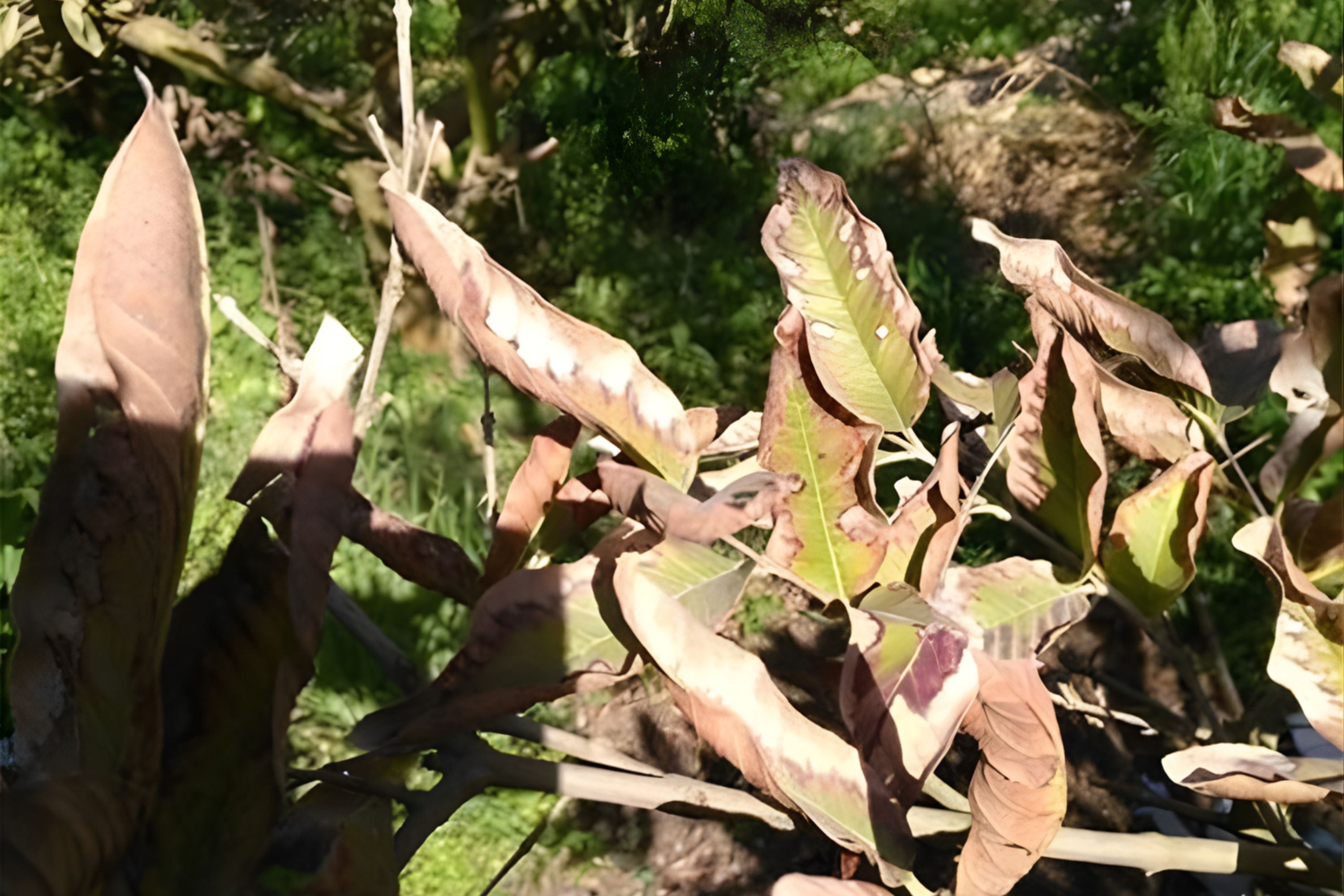 protect-plant-from-heatwave