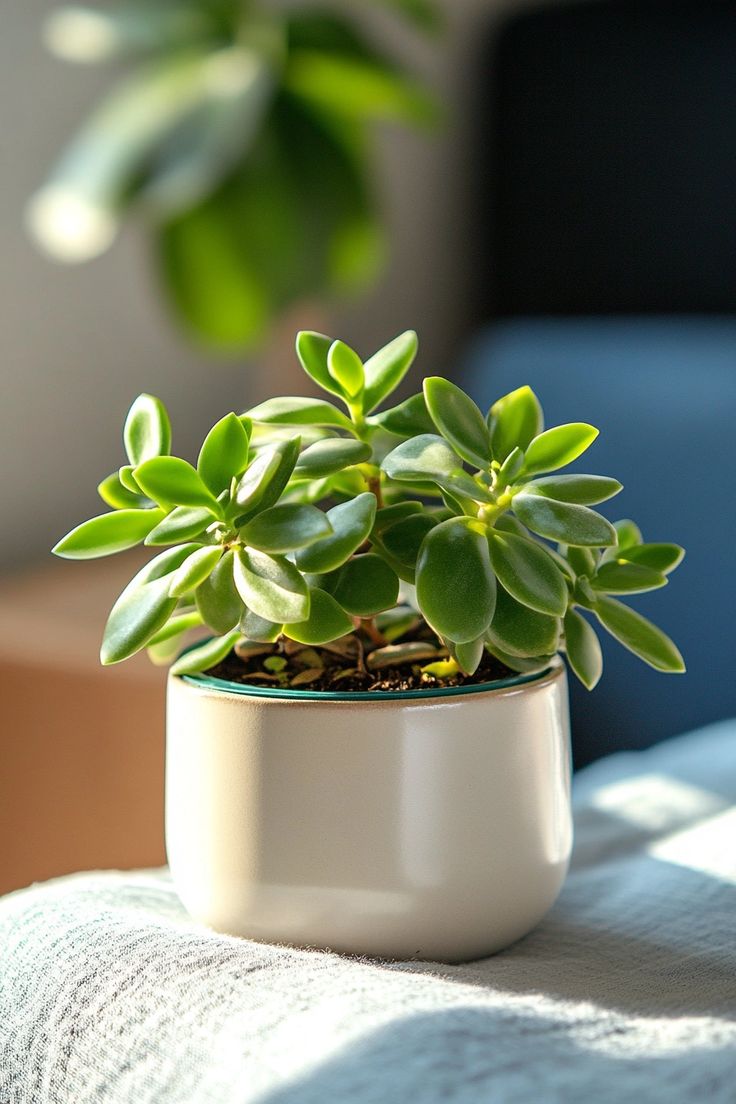 lucky-plant