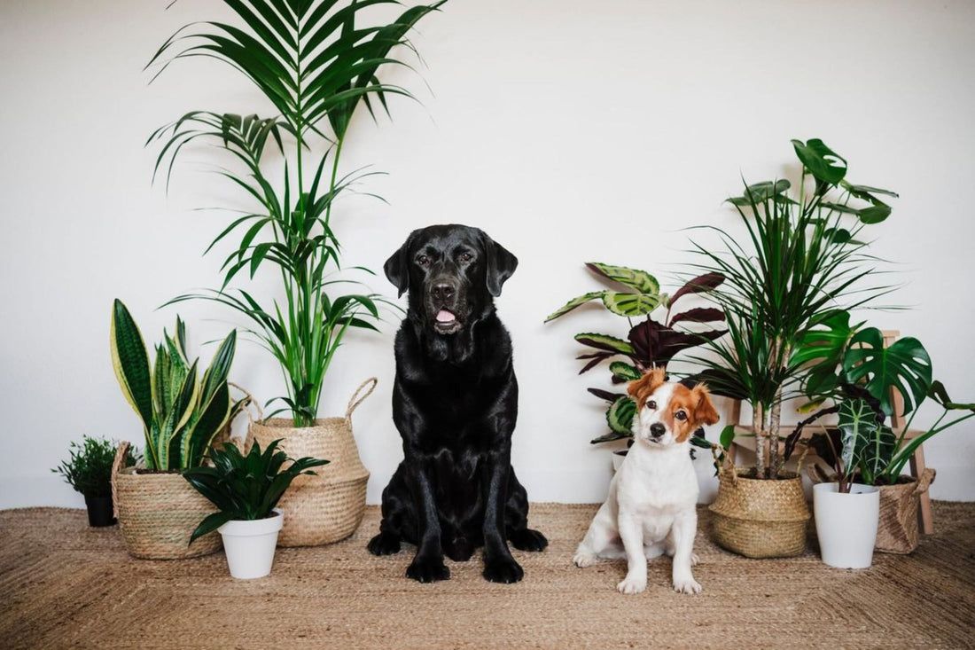 plant-home-with-pets