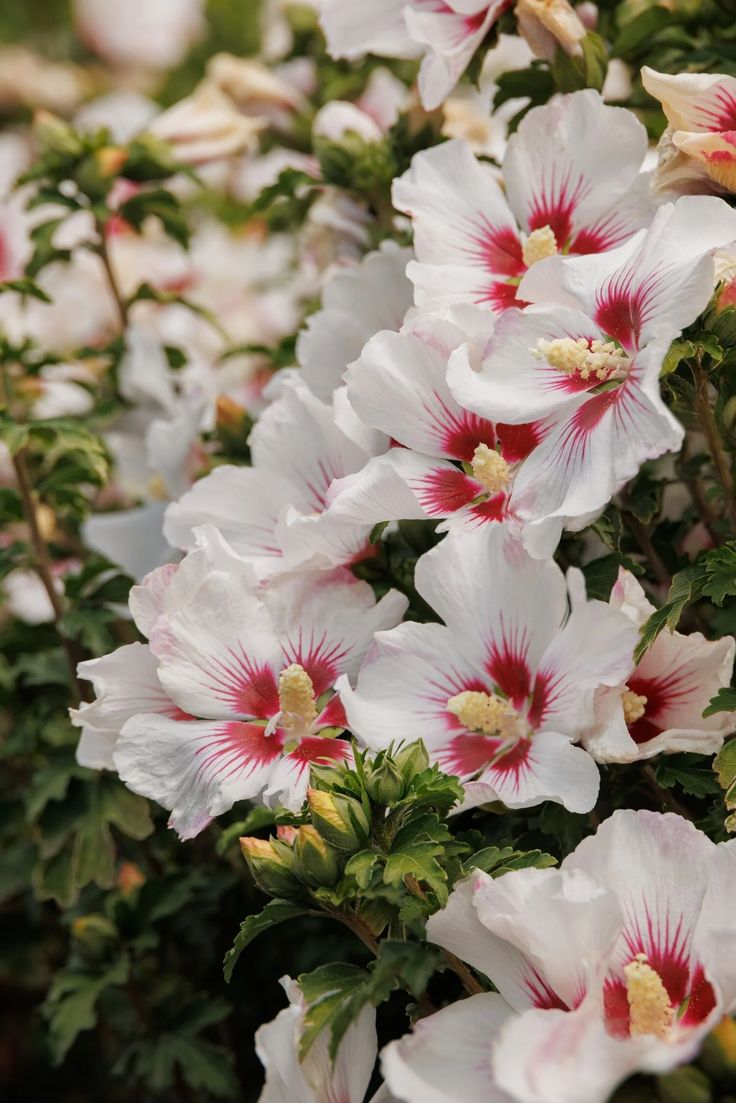 roses-of-sharon