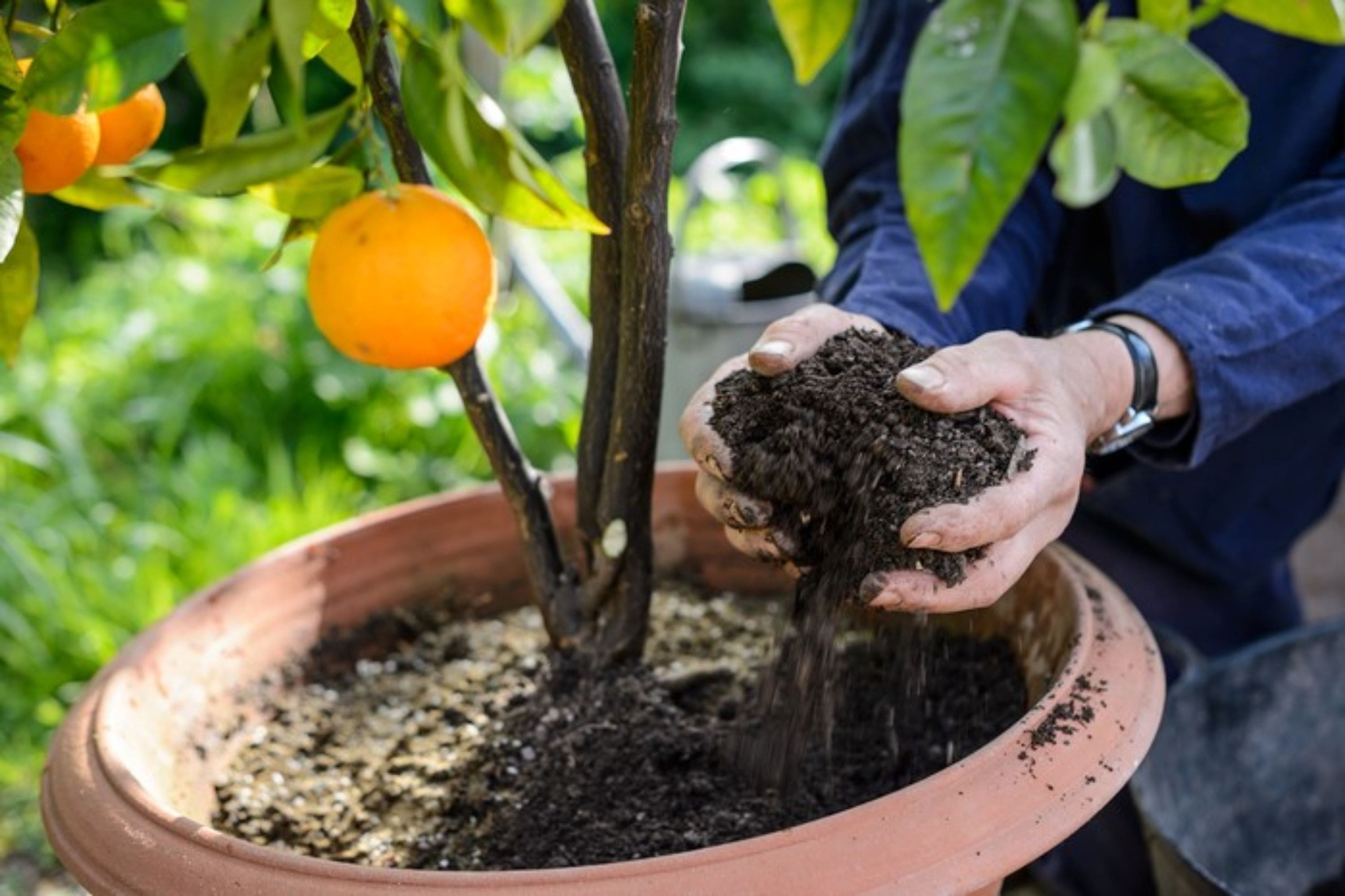 soil-mix-for-citrus
