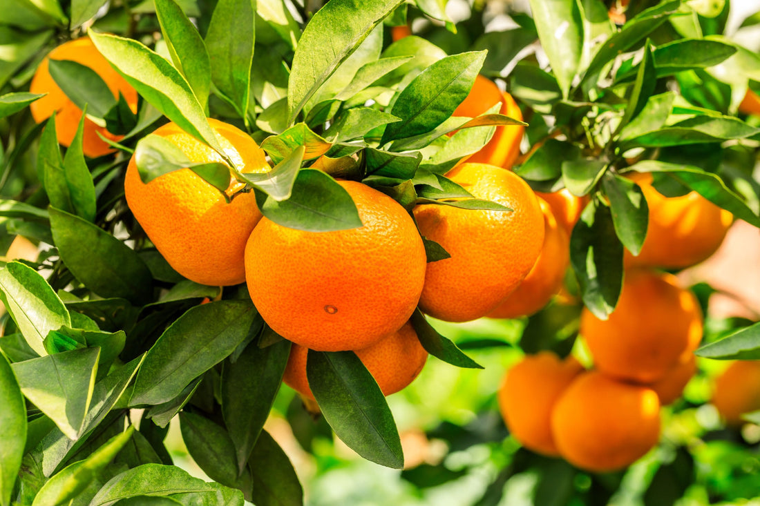 orange-tree