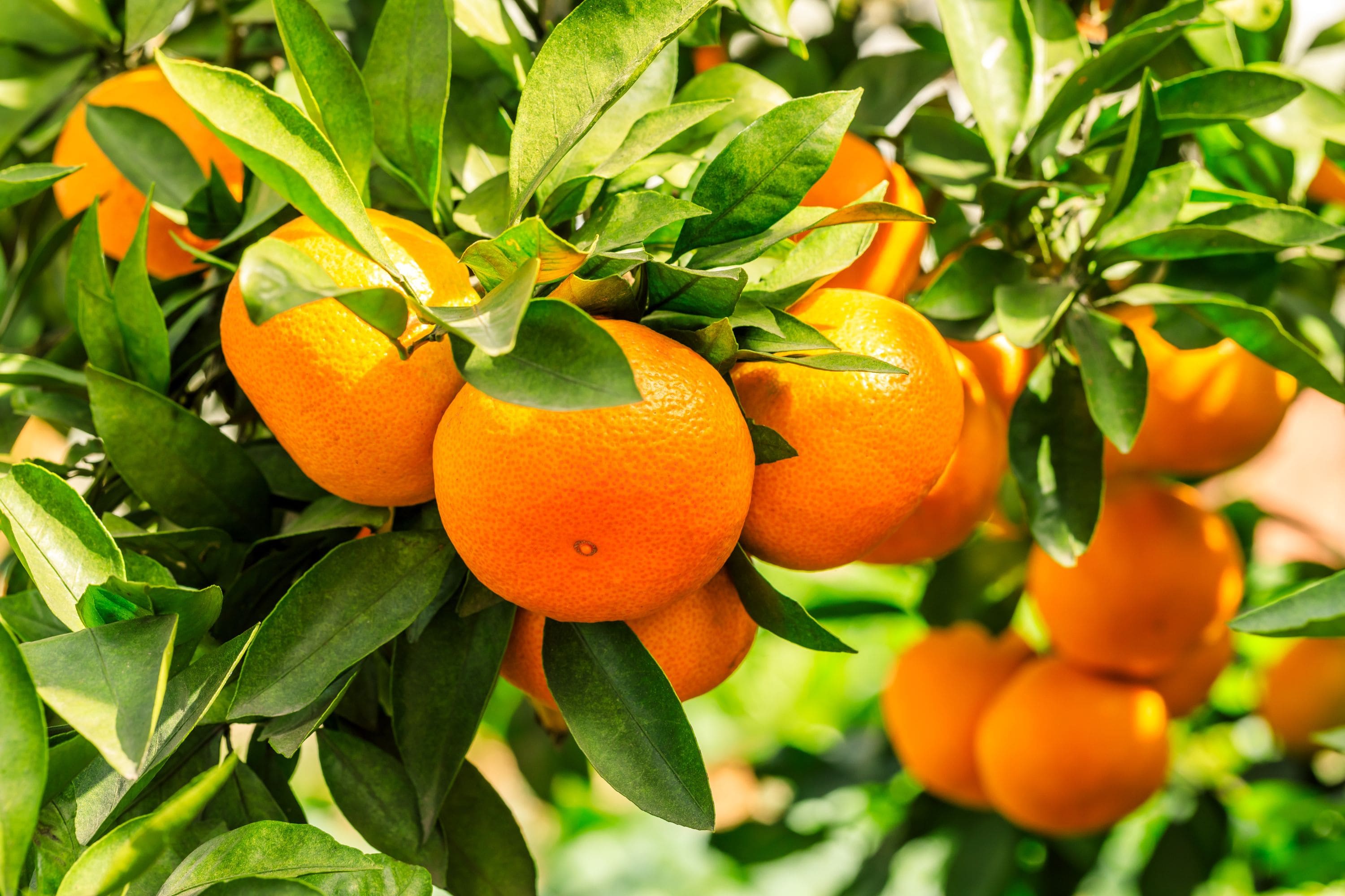 orange-tree
