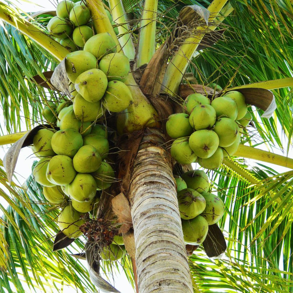 coconut-tree