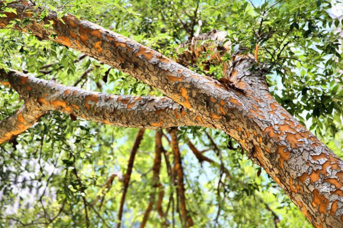 the-elm-tree