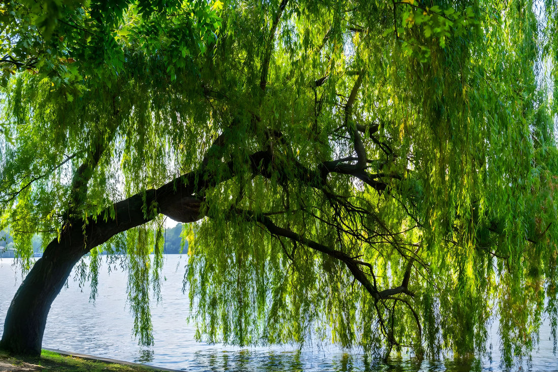 weeping-willow-tree