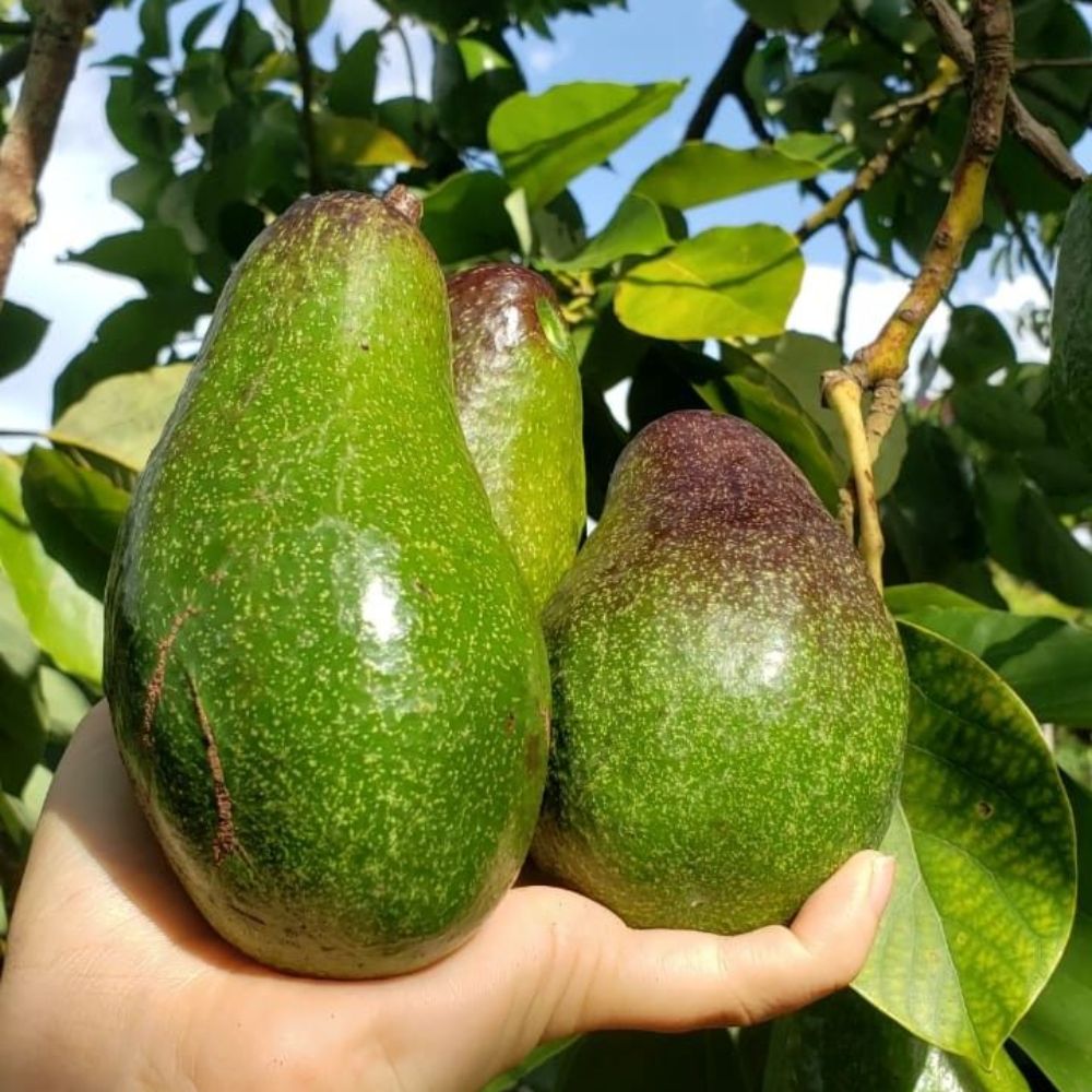 hass-avocado-plant