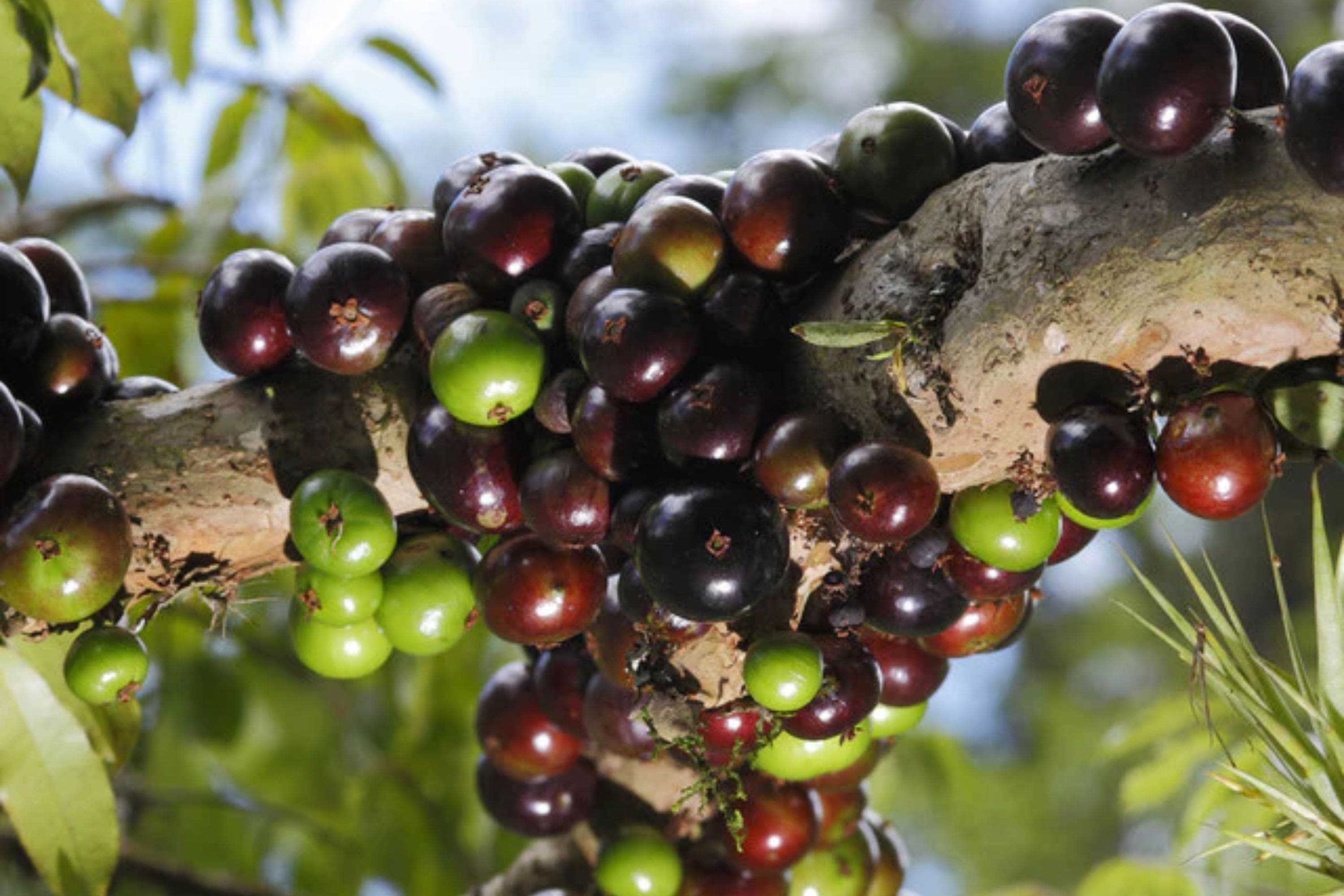 jabuticaba-sabara-trees