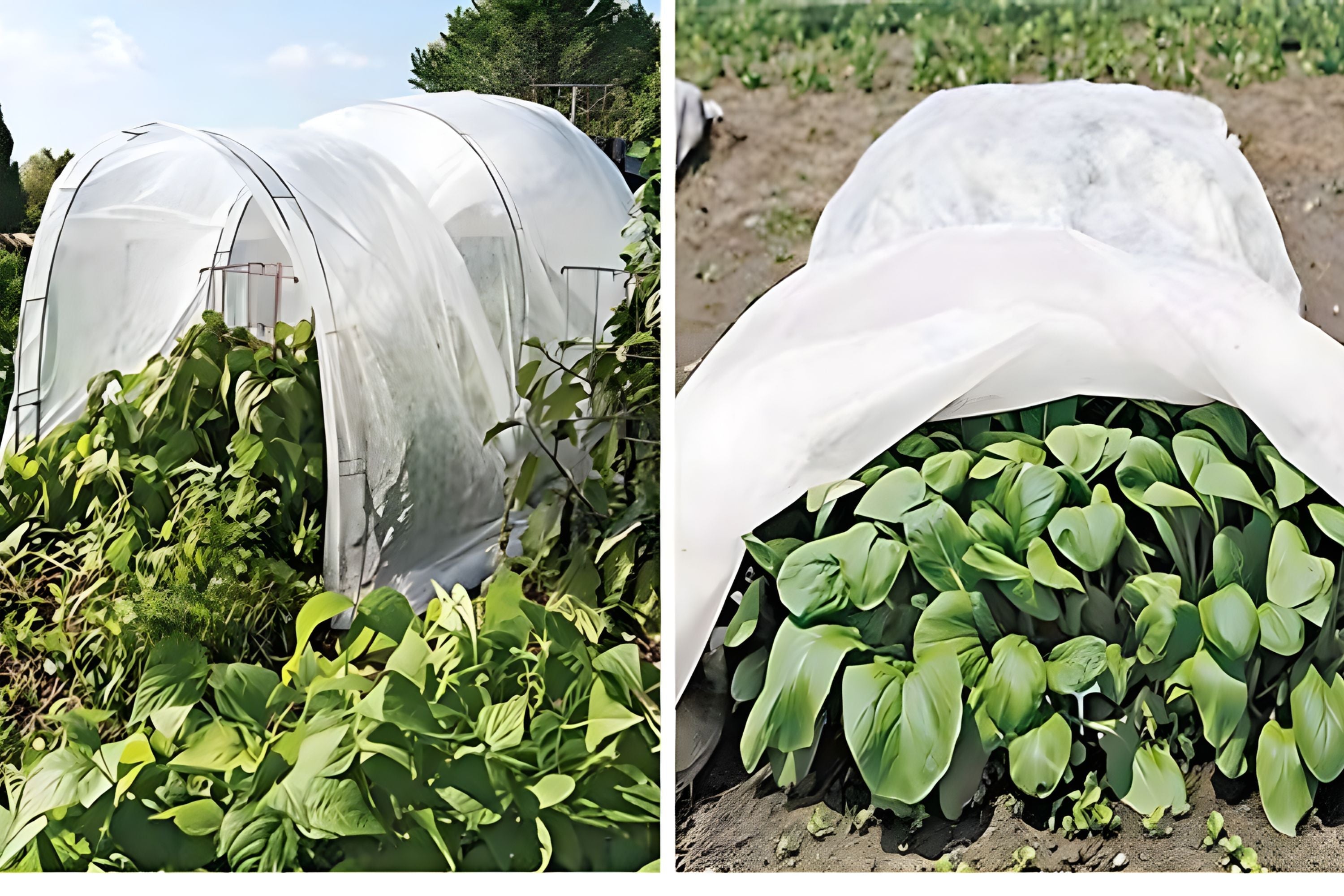 protect-plant-form-frost