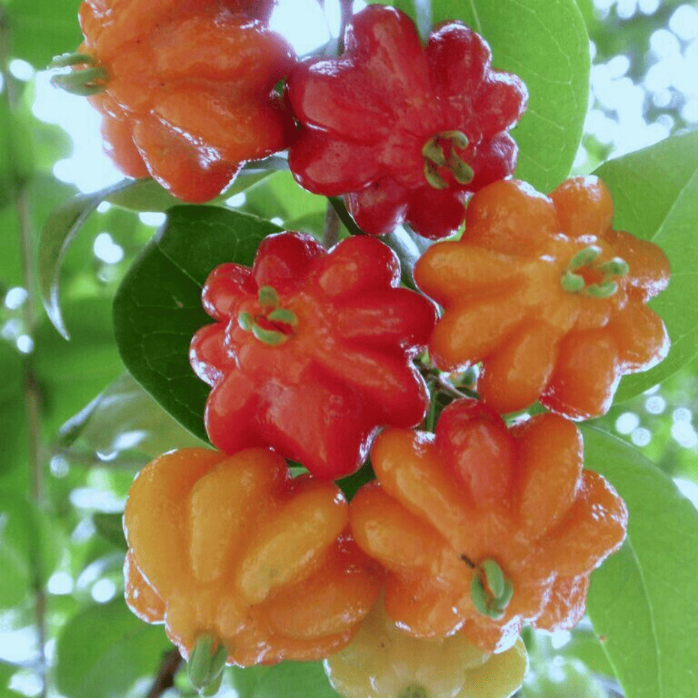 surinam-cherry