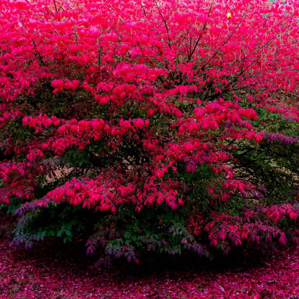 burning-bush