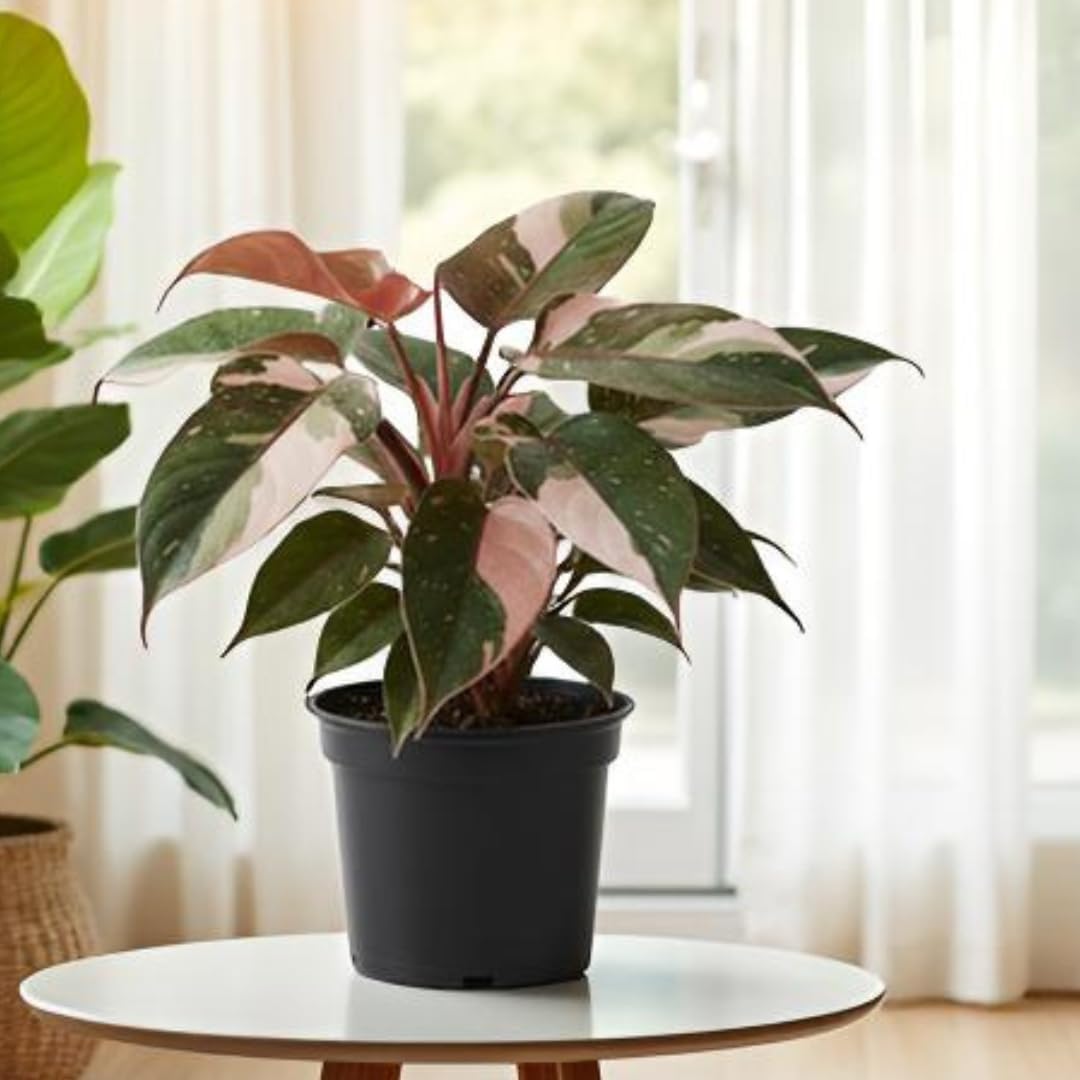 Unlock the Stunning Beauty and Care Secrets of the Philodendron Red Anderson