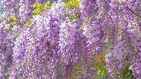 Why Is the Wisteria Vine Plant So Beautiful?