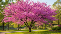 Redbud Tree - The Perfect Plant for Your Yard