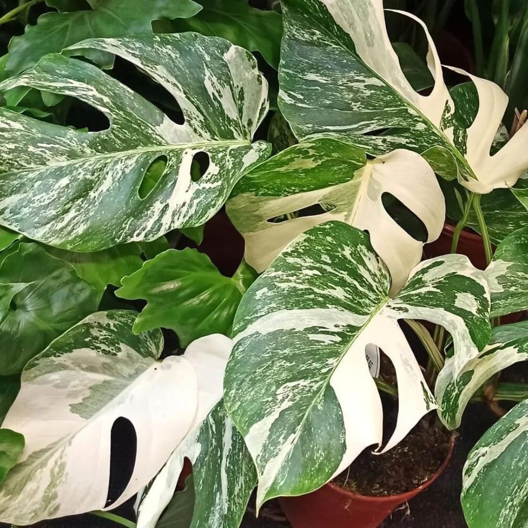Thai Constellation Philodendron plant with varigated leaves