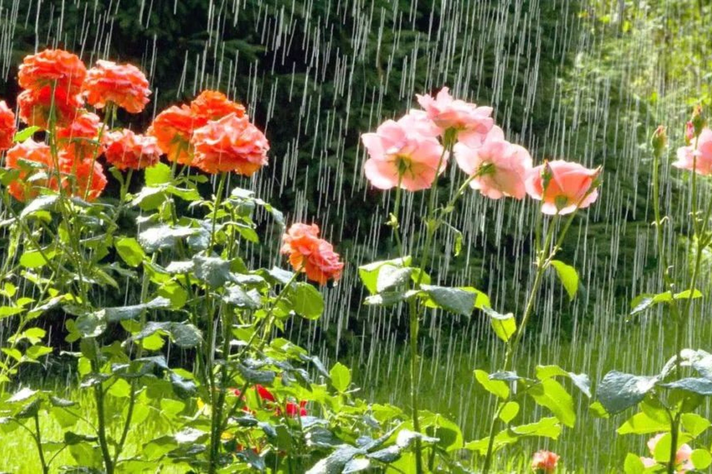 plant-predict-weather