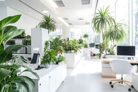 office-plant