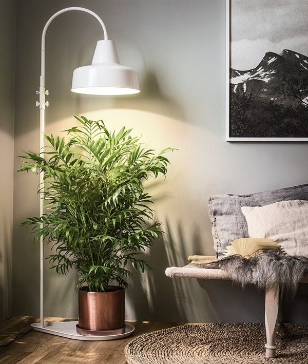 light-for-indoor-plant
