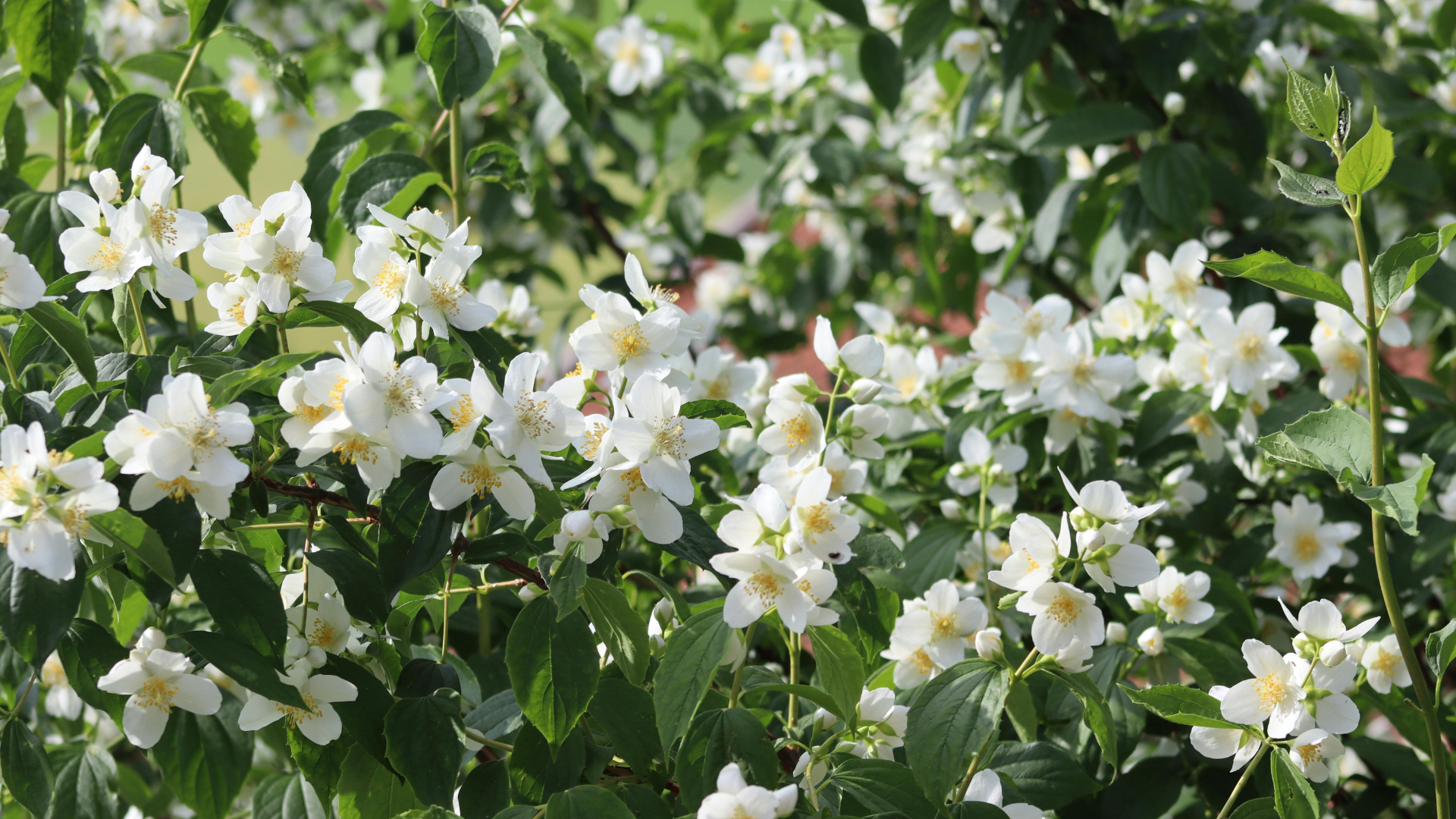 Best Jasmine Plant Varieties for Indoor Growing at Home