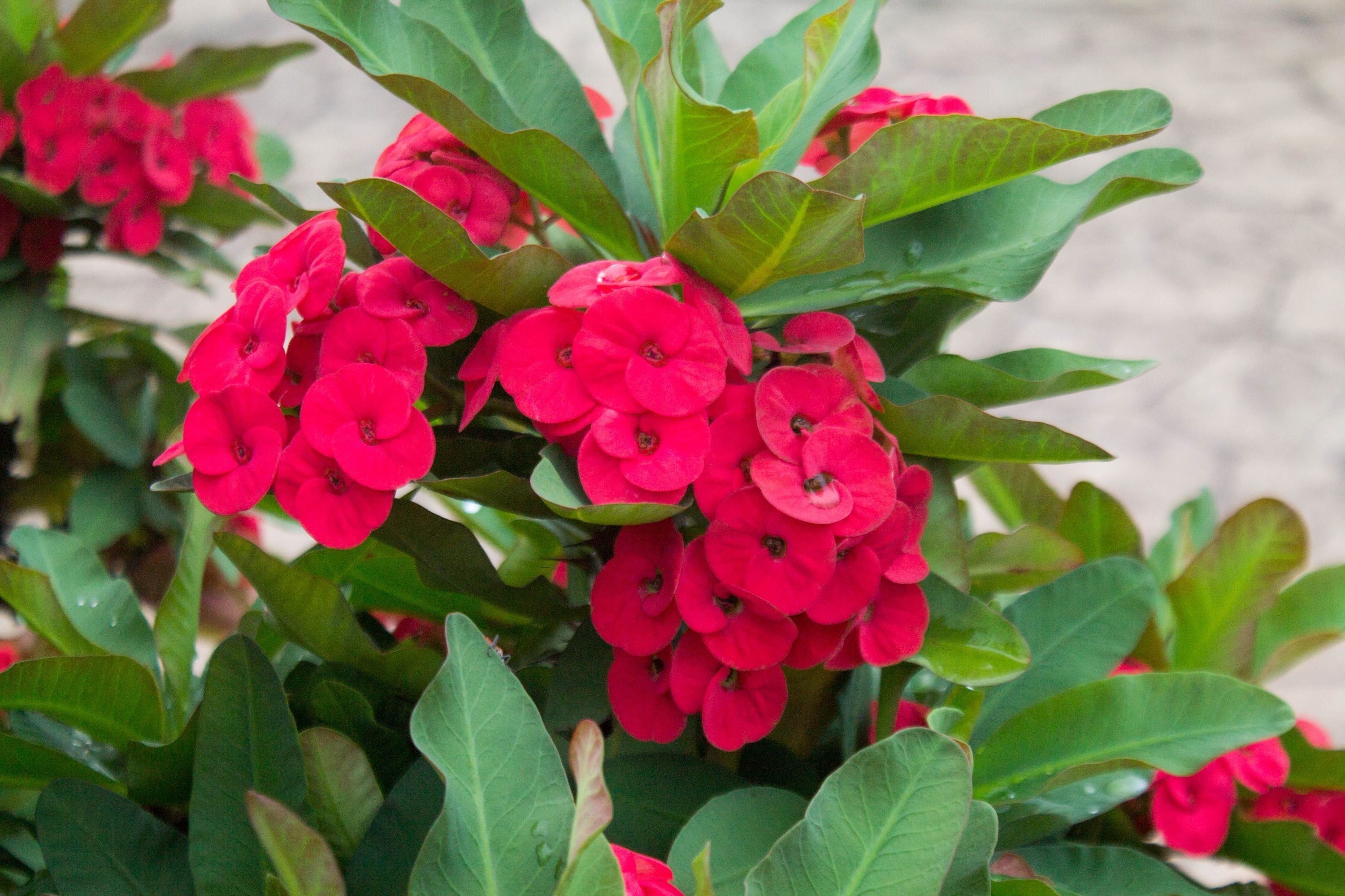 euphorbia-milii