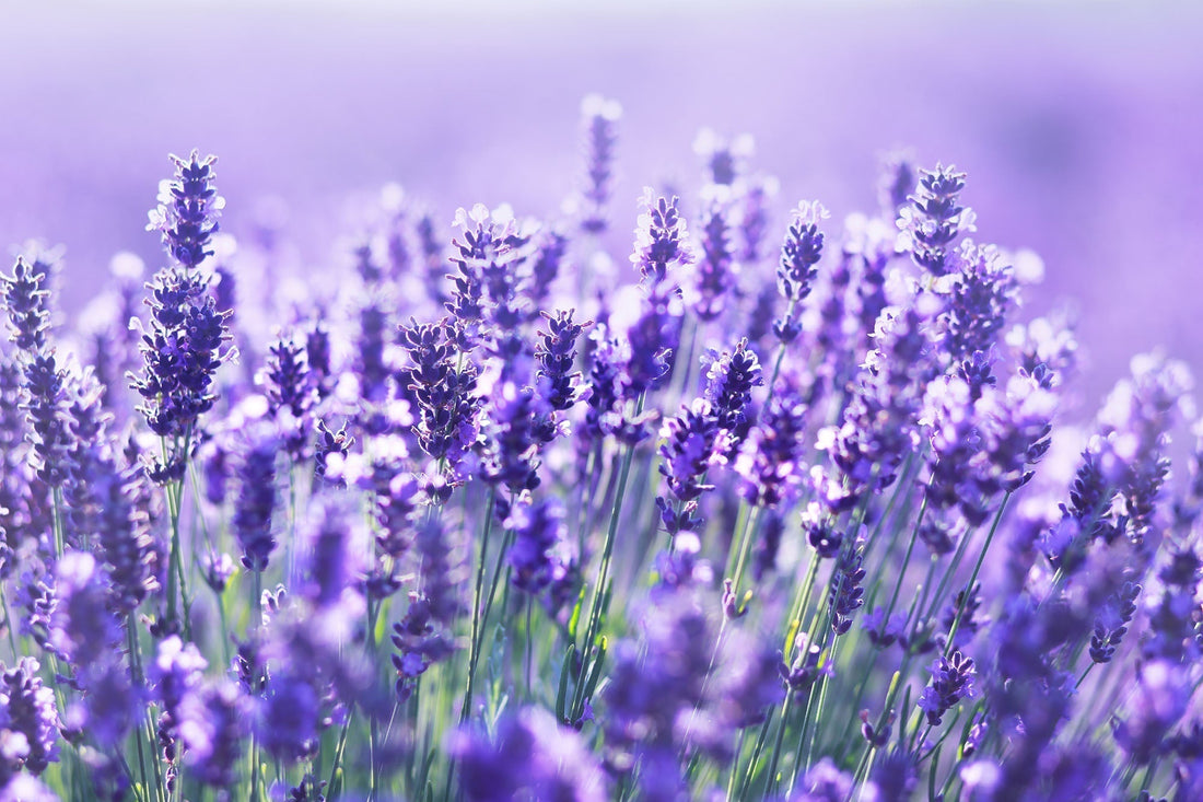 How to Grow Lavender in Your Garden
