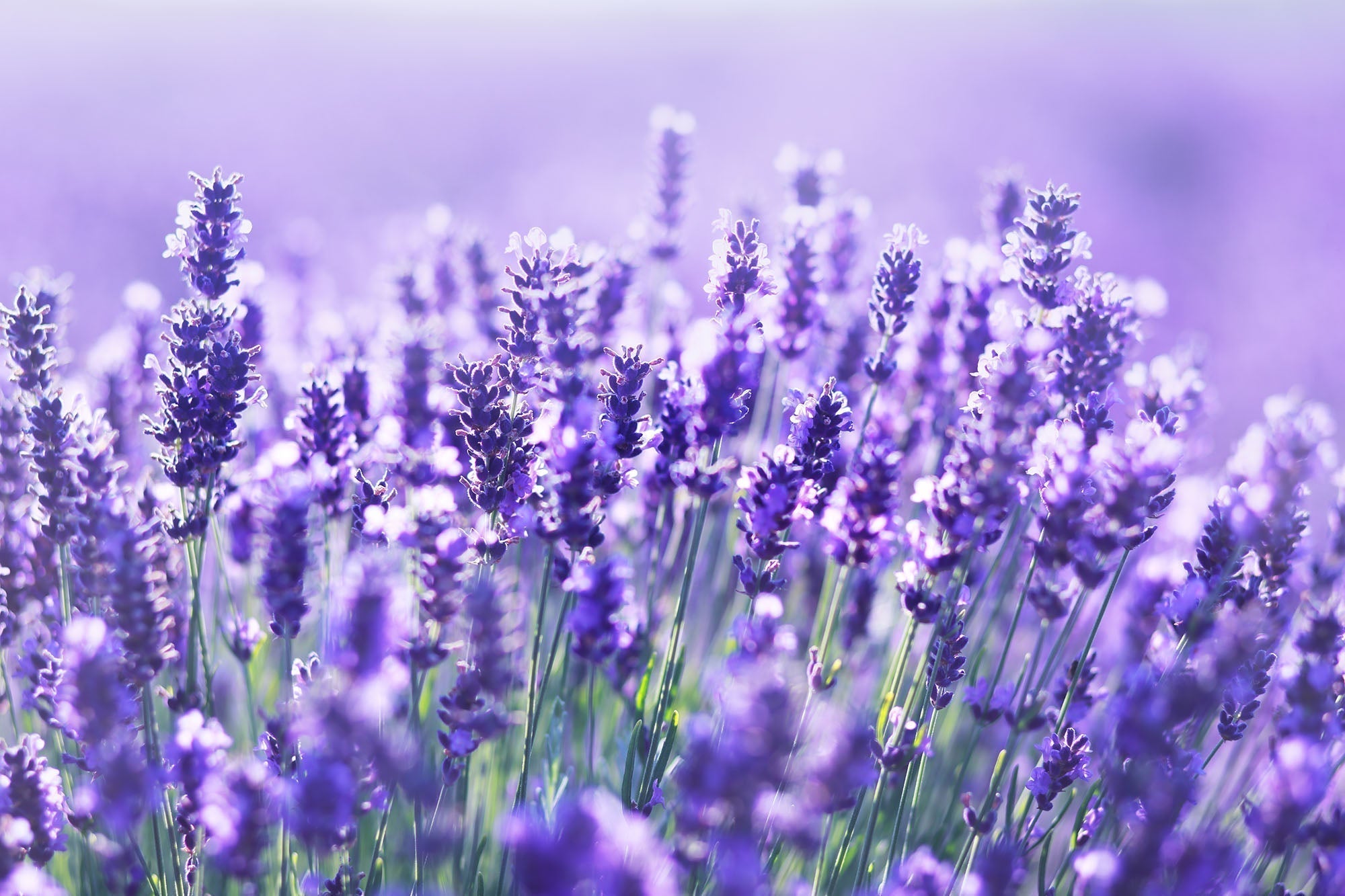 How to Grow Lavender in Your Garden