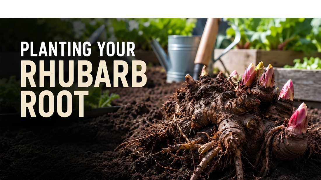Planting Rhubarb from Root