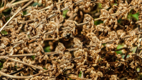 Dried plants in summer