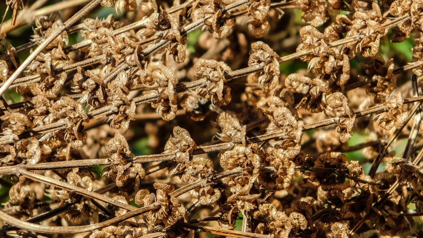 Dried plants in summer