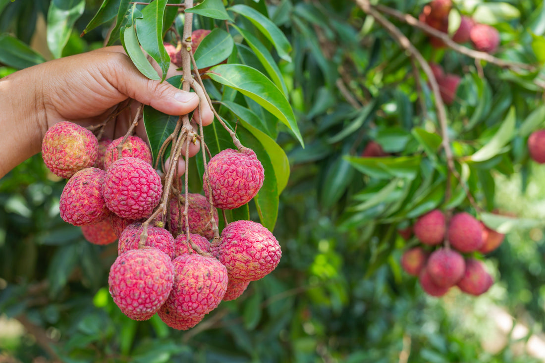 How to Grow Lychee Trees: Planting, Care, and Harvest