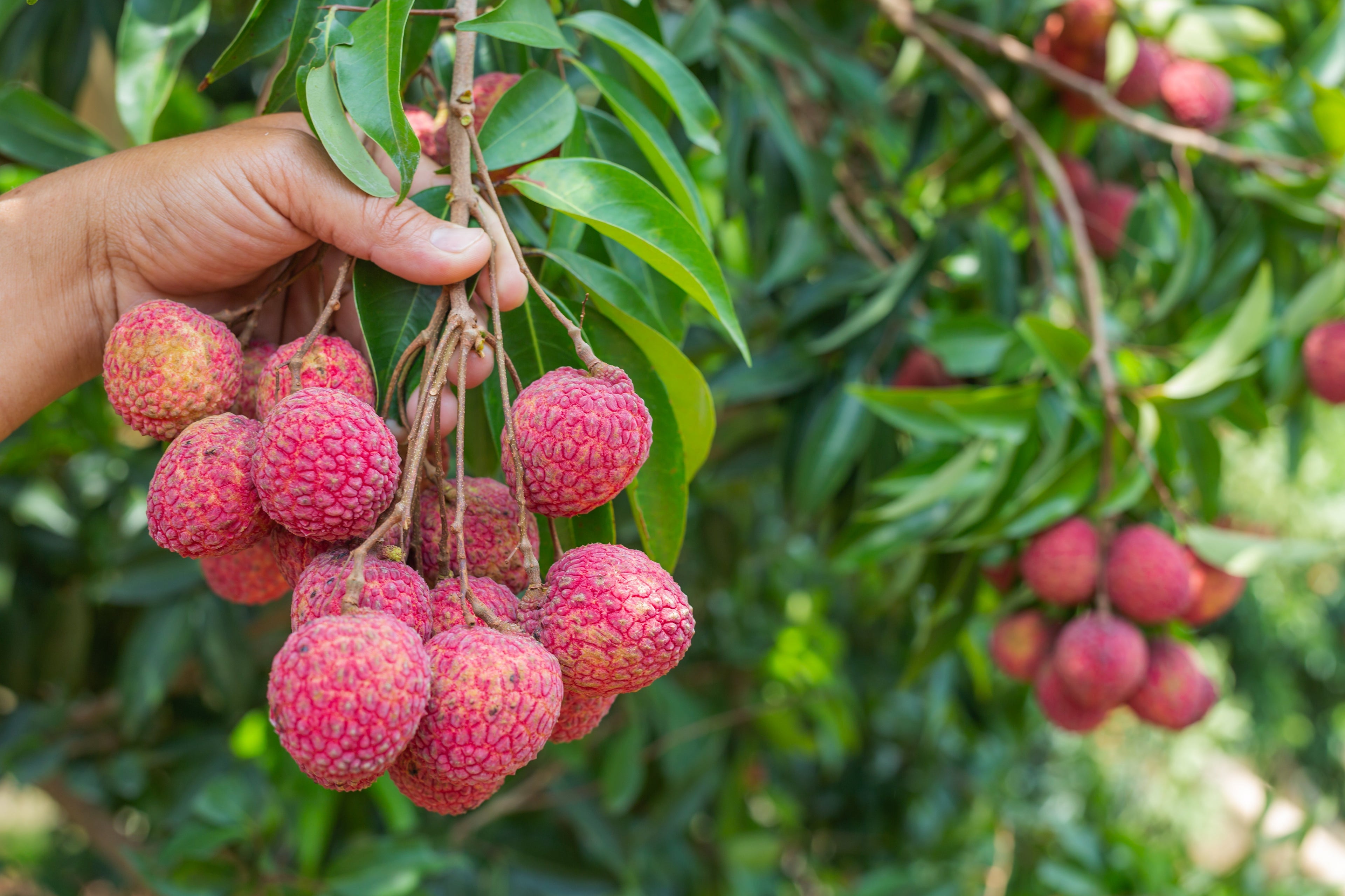 How to Grow Lychee Trees: Planting, Care, and Harvest