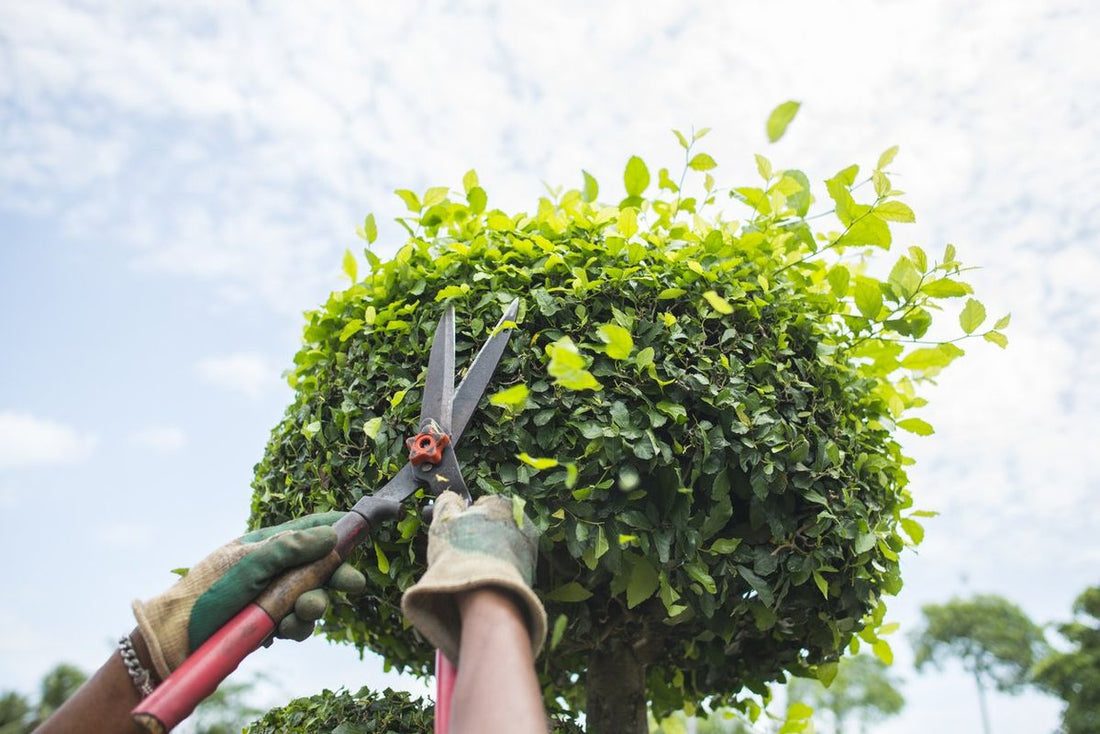 Seasonal Pruning Tips to Transform Your Garden Every Month