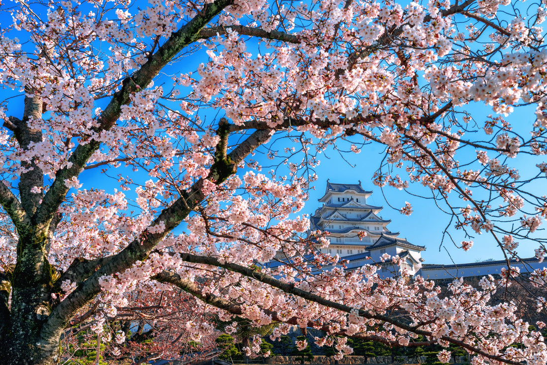 7 Gorgeous Cherry Blossom Tree Live Varieties That Bring Stunning Color to Your Spaces