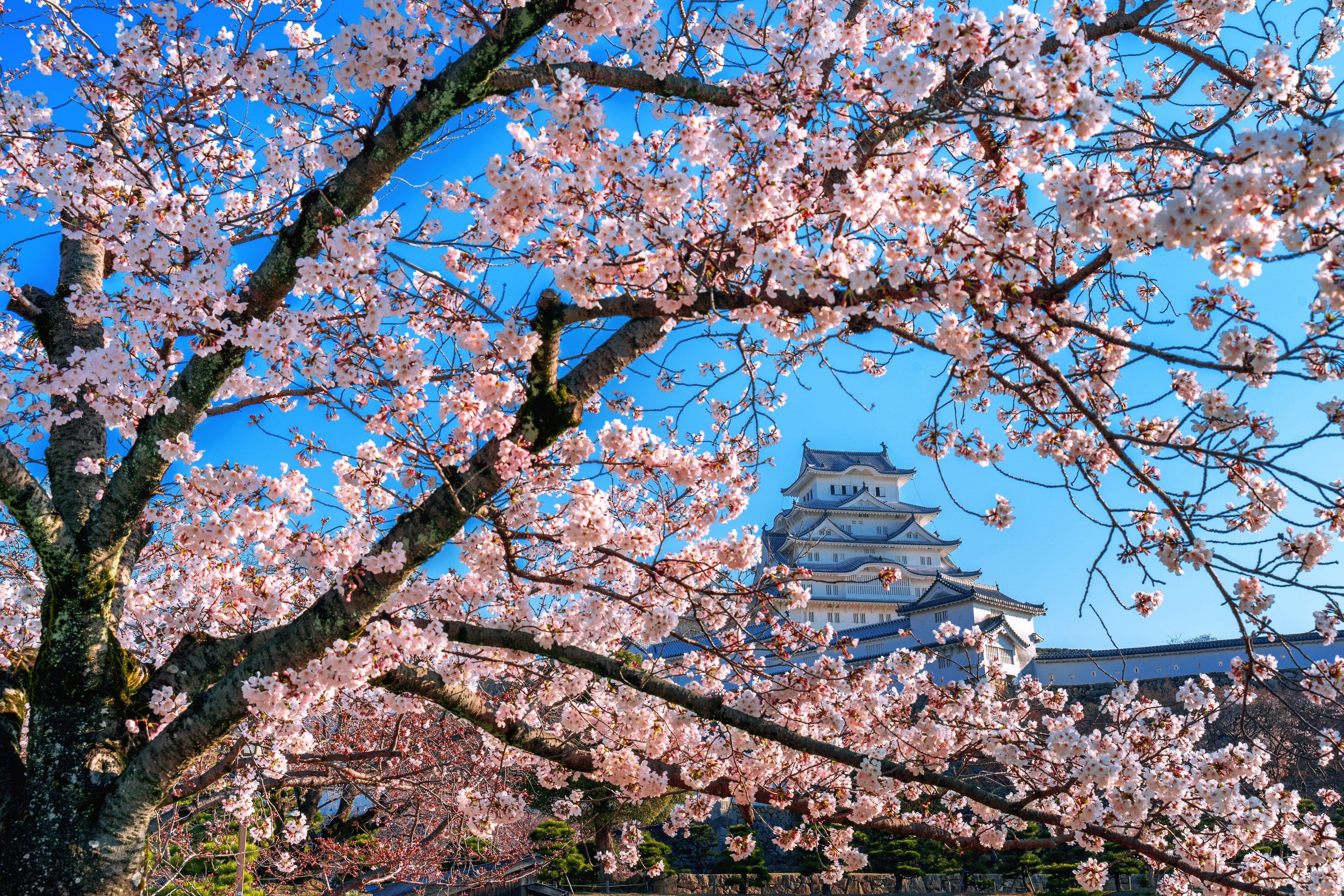 7 Gorgeous Cherry Blossom Tree Live Varieties That Bring Stunning Color to Your Spaces