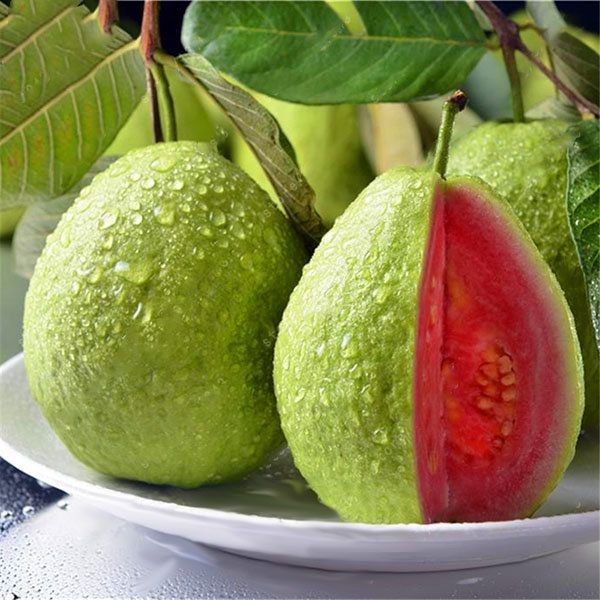 Harvesting Guavas: When Is Guava Fruit Ripe, How to Harvest